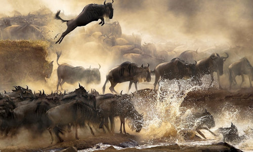 2 Days Masai Mara Safari